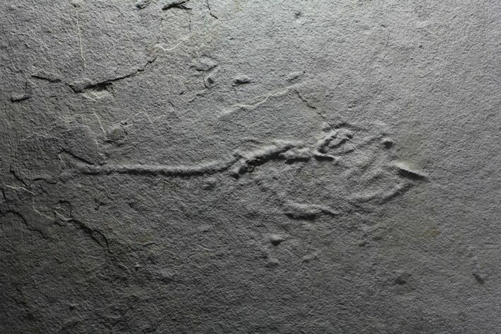 Unprepared Mioplosus Fossil Fish - About - Long #58587